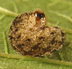Tenthredo ferruginea