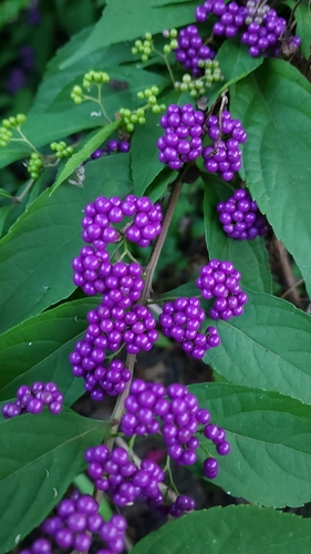 Callicarpa dichotoma