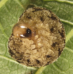 Tenthredo ferruginea