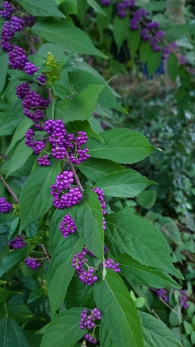 Callicarpa dichotoma