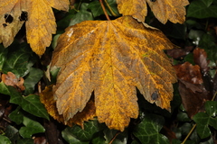 Acer pseudoplatanus