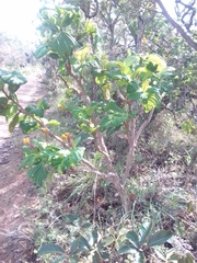 Palicourea rigida