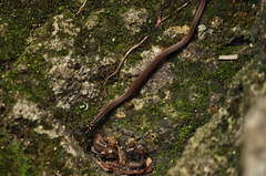 Coniophanes meridanus
