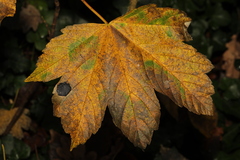Rhytisma acerinum
