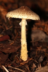 Lepiota spheniscispora