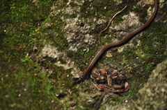 Coniophanes meridanus