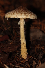 Lepiota spheniscispora