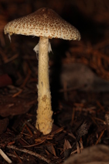 Lepiota spheniscispora
