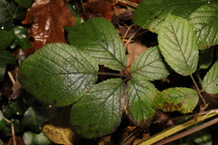 Rubus rufescens
