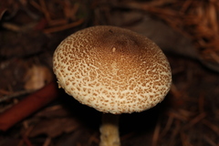 Lepiota spheniscispora