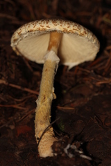 Lepiota spheniscispora
