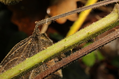 Rubus rufescens