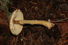 Lepiota spheniscispora