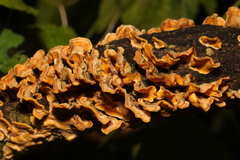 Stereum hirsutum