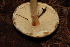Lepiota spheniscispora