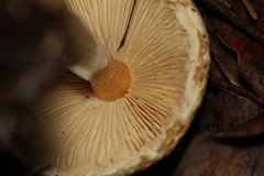 Lepiota spheniscispora