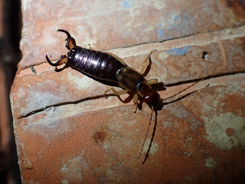 Photo of Striped Earwig (Forficula lurida)
