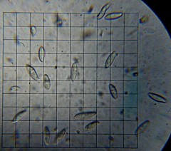 Lepiota spheniscispora