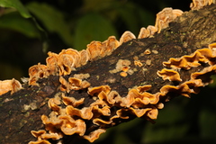Stereum hirsutum