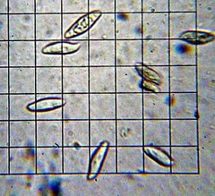 Lepiota spheniscispora