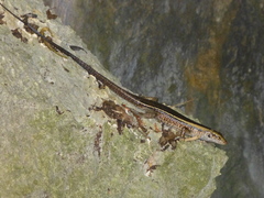 Zonosaurus laticaudatus