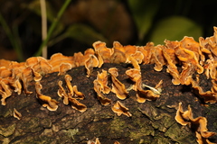 Stereum hirsutum