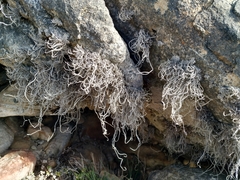 Roccellina hypomecha