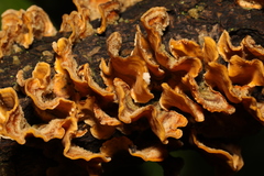 Stereum hirsutum