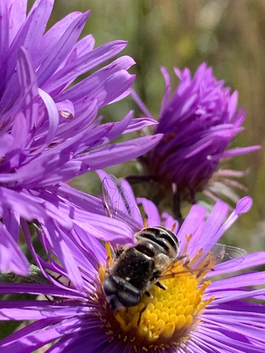 Unknown species found near Pamela Park, Edina, MN, USA
