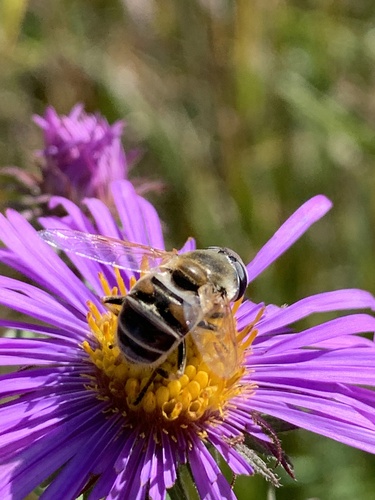 Unknown species found near Pamela Park, Edina, MN, USA