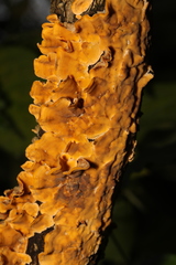 Stereum hirsutum