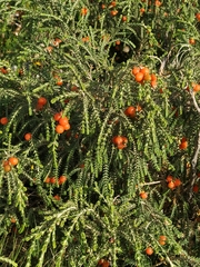 Passerina ericoides