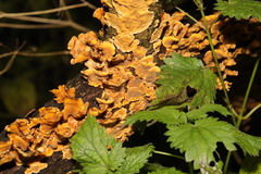 Stereum hirsutum