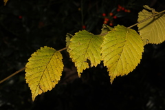Ulmus glabra