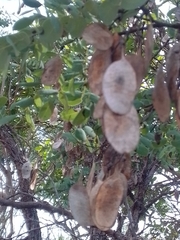 Dalbergia miscolobium