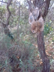 Dalbergia miscolobium