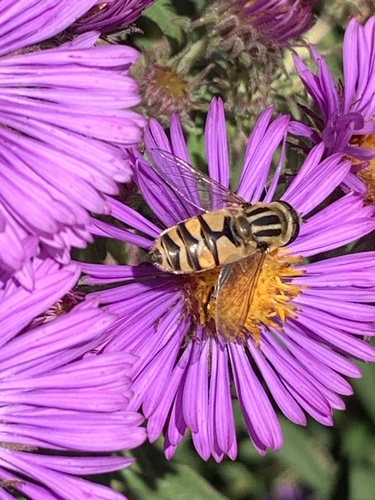 Unknown species found near Pamela Park, Edina, MN, USA