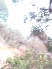 Dalbergia miscolobium