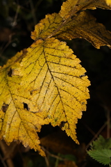 Ulmus glabra