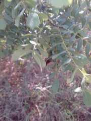 Dalbergia miscolobium