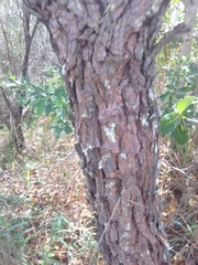 Dalbergia miscolobium