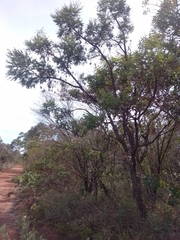 Dalbergia miscolobium