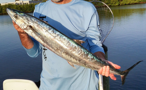 King Mackerel