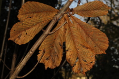 Aesculus hippocastanum