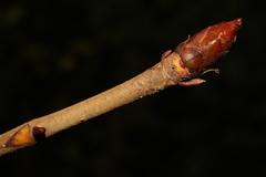 Aesculus hippocastanum