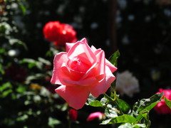 Rosa