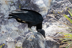 Coragyps atratus