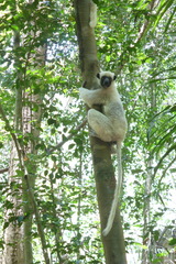 Propithecus deckenii