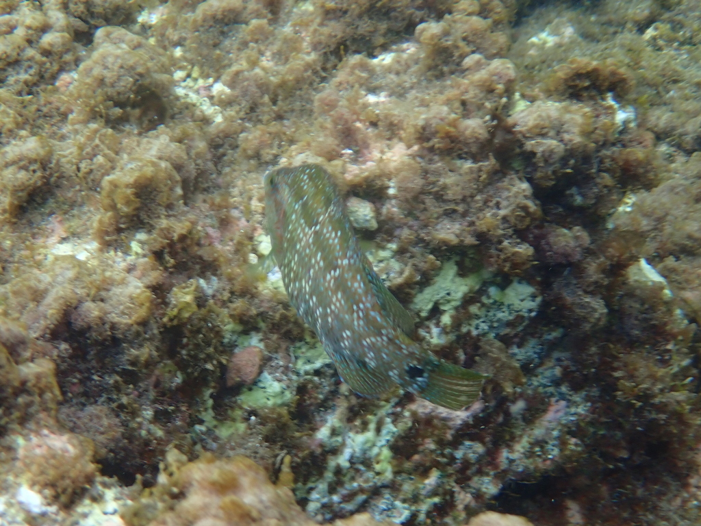 Atlantic Wrasse