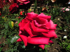 Rosa
